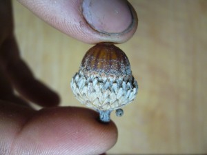 noix,glands chne velutina (quercus velutina)